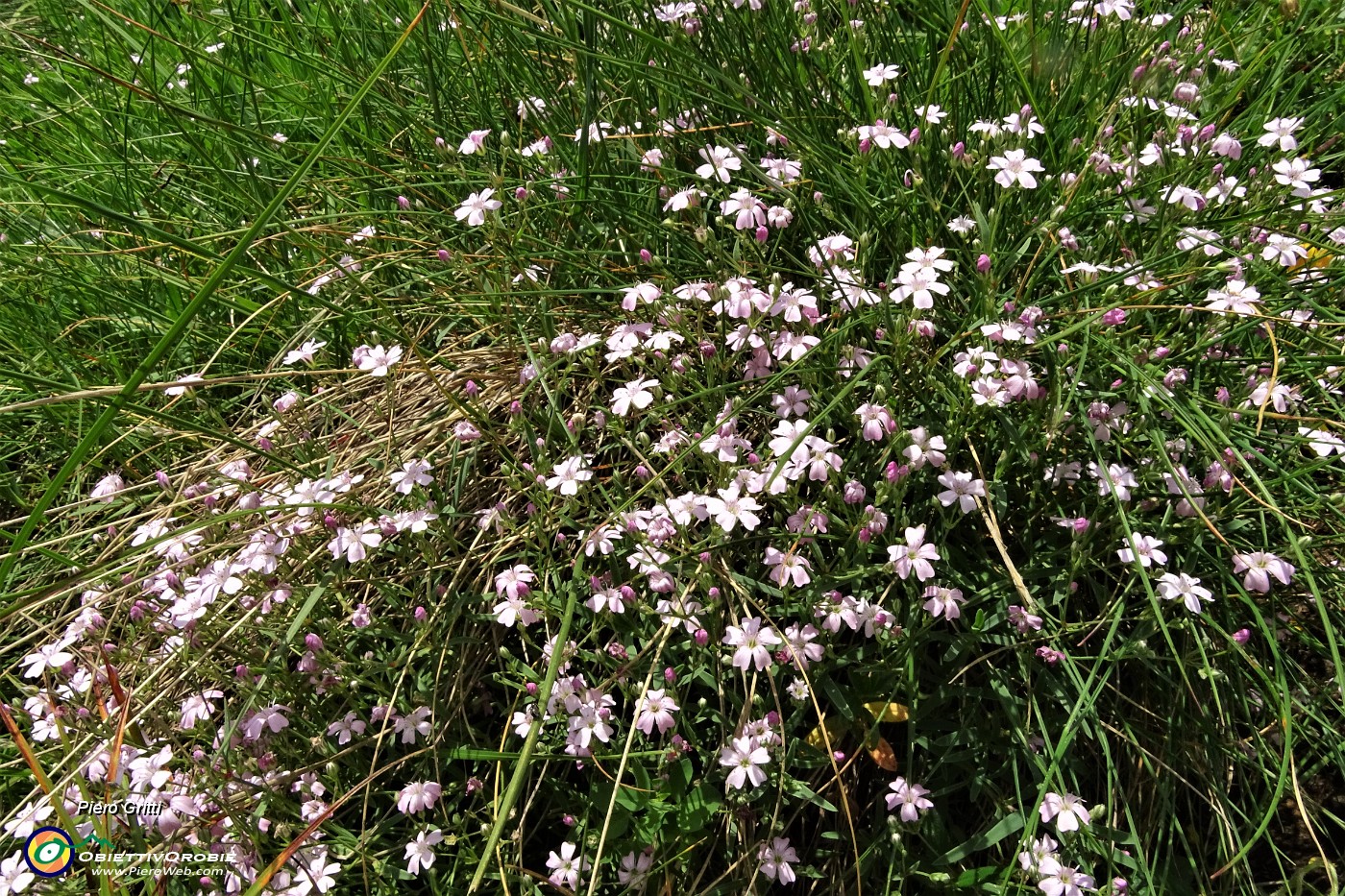 64 Silene a cuscinetto (Silene acaulis).JPG